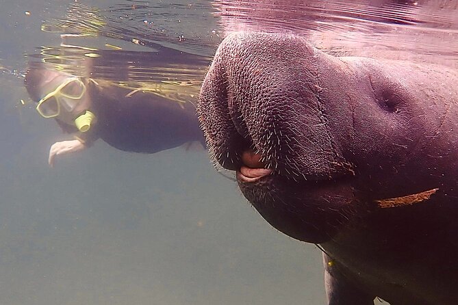 Morning Swim and Snorkel With Manatees-Guided Crystal River Tour - Manatee Viewing Experience