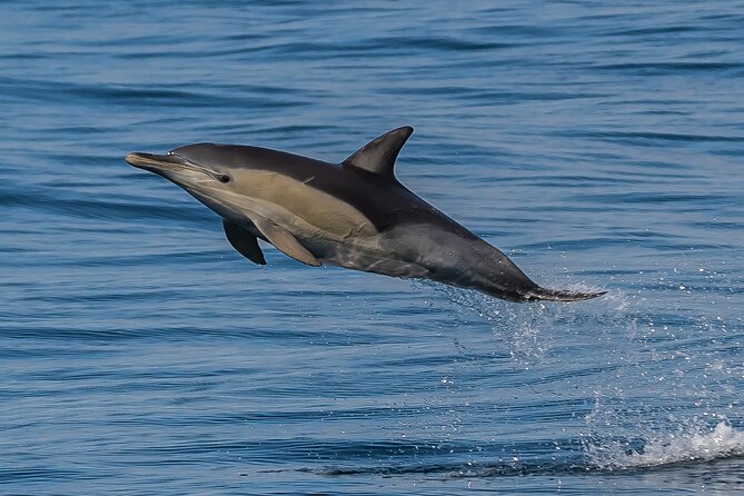 Noosa National Park & Wild Dolphin Safari - Weather Considerations