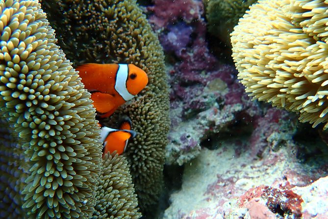 [Okinawa Miyako] Natural Aquarium! Tropical Snorkeling With Colorful Fish! - Common questions
