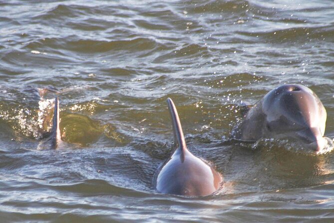 Orange Beach Dolphin Eco Boat Tour - Sum Up