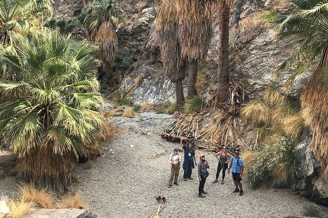 Palm Springs Hike to an Oasis and Amazing Desert Views - Flora and Fauna Encounters