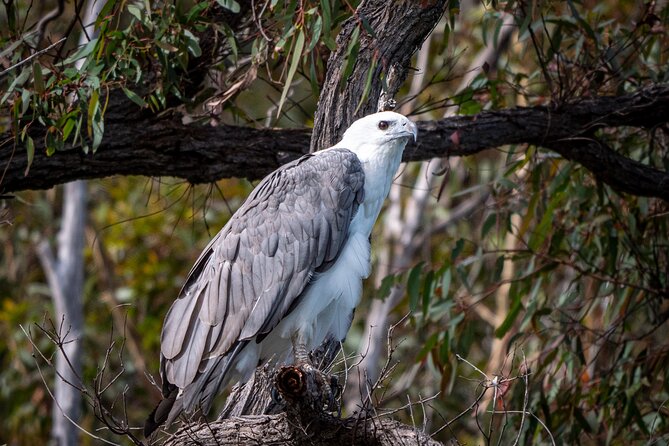 Pambula River Kayaking Tour - Common questions