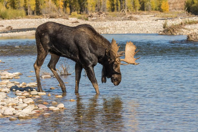 Private All-Day Tour of Yellowstone National Park - Common questions