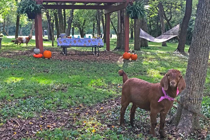Private Picnic With Goats in Lexington - Positive Guest Experiences