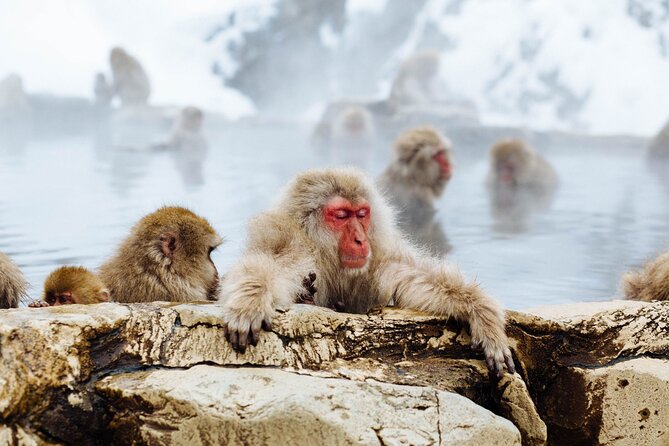 Private Snow Monkey Tour - Conveniently Resort Hop and Sightsee - Customer Reviews