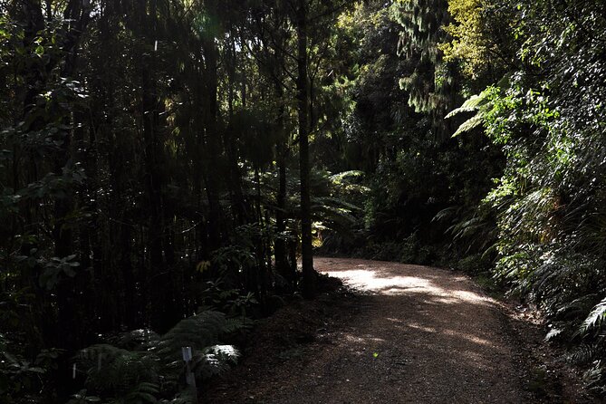 Puketi Rainforest Guided Walks .This Is Not a Shore Excursion Product . - Why This Is Not a Shore Excursion