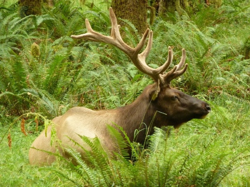 Seattle: Olympic National Park Small-Group Tour - Key Points