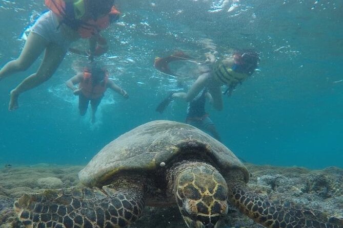 Snorkeling Gili Islands Coral, Turtles & Underwater Statues - Sum Up