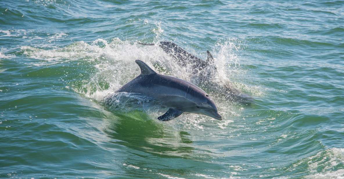 St. Petersburg, FL: Private 2-Hour Dolphin Watching Cruise - Sum Up