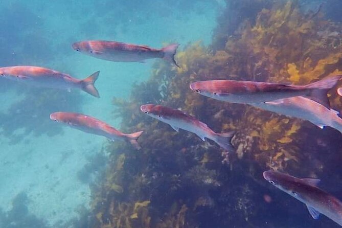 Swim With the Queen of the English Channel in New South Wales - Common questions