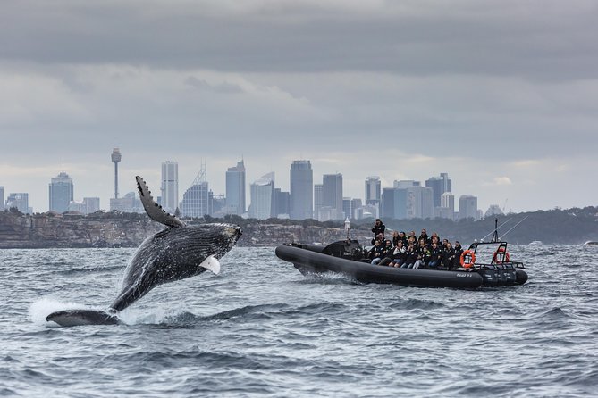 Sydney Whale-Watching by Speed Boat - Common questions