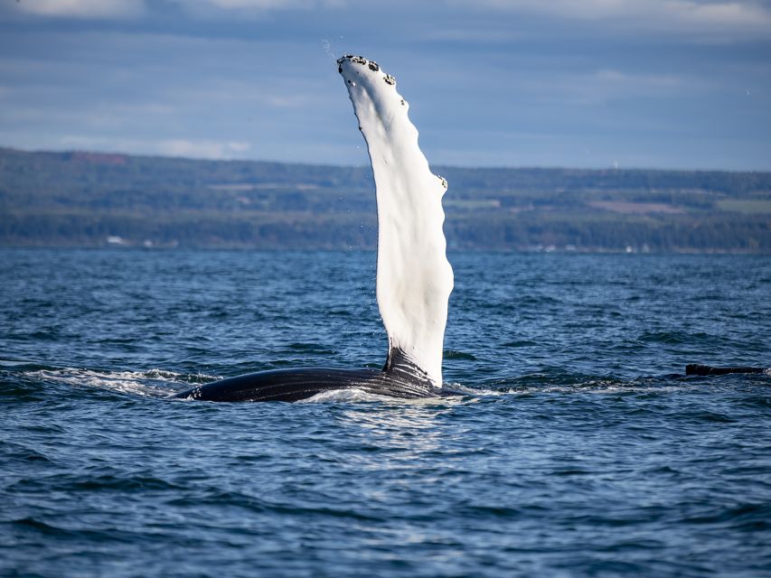 Tadoussac or Baie-Sainte-Catherine: Whale Watching Boat Tour - Common questions