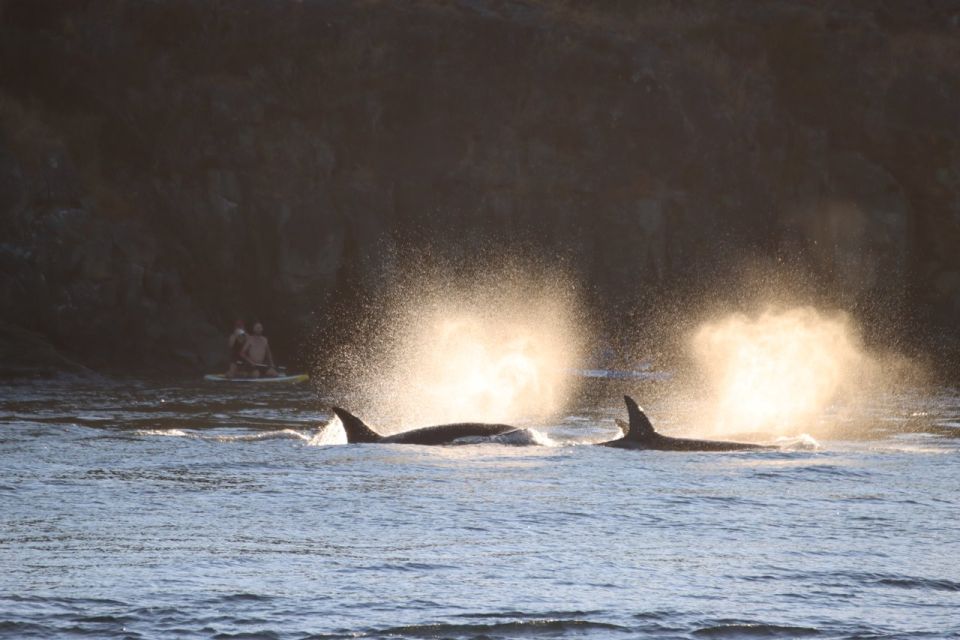 Vancouver Whale Watching Safari - Tour Highlights