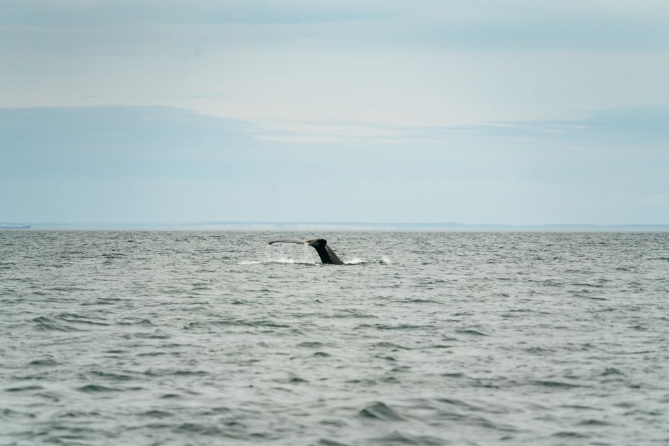 Victoria: 3-Hour Whale Watching Tour in a Zodiac Boat - Customer Reviews