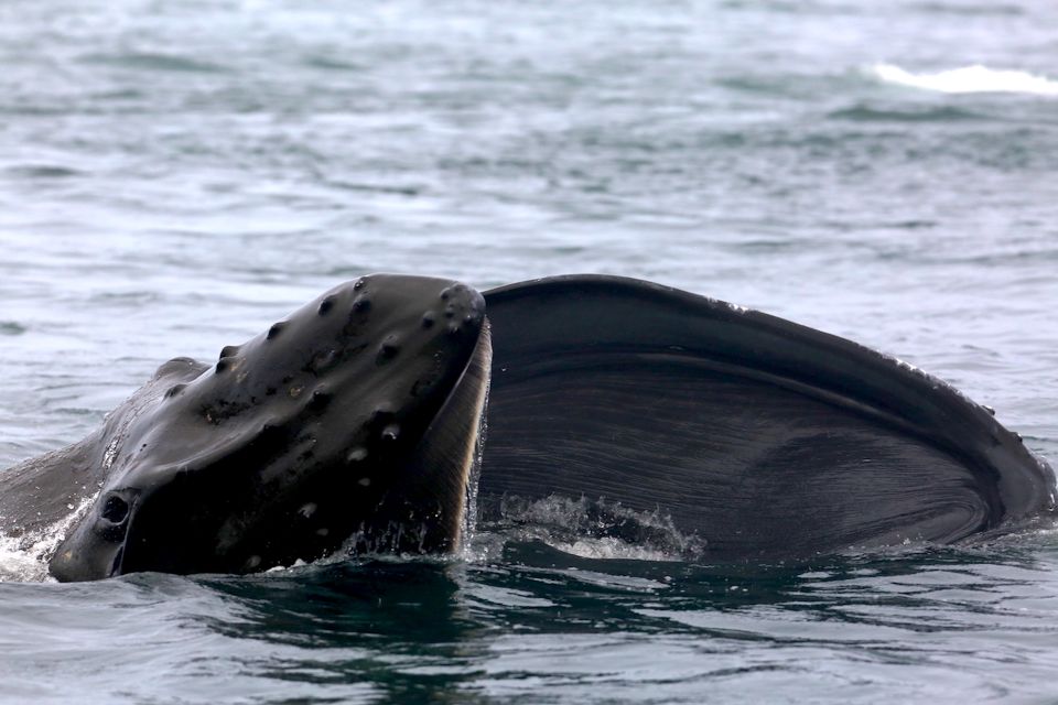 Victoria, BC: 3-Hour Ultimate Whale & Marine Wildlife Tour - Common questions
