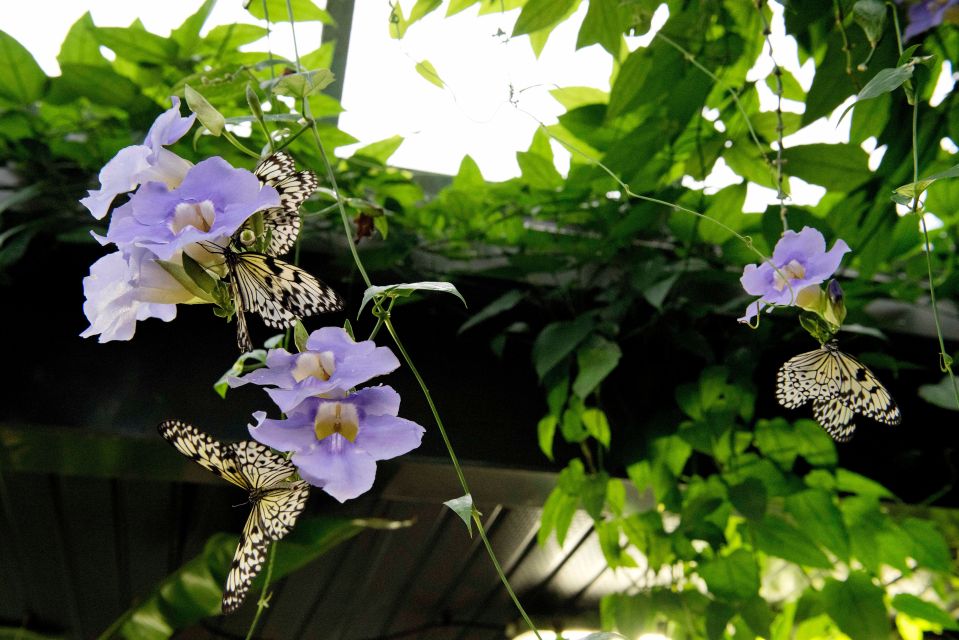 Victoria: Butterfly Gardens Admission Ticket - Sum Up