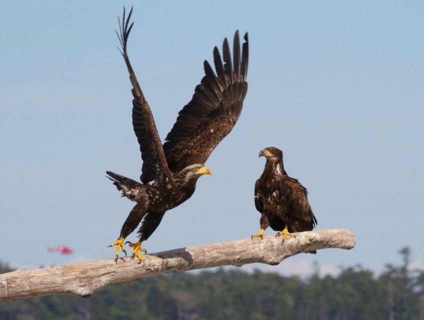 Victoria: Marine Wildlife & Whale Watch Tour - Sum Up