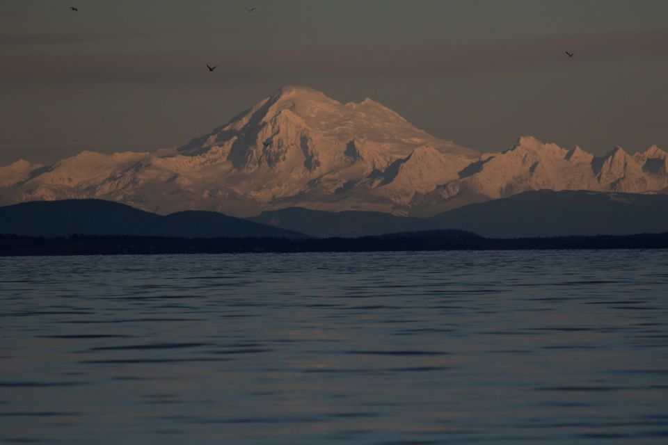 Victoria: Sunset Whale Watching Tour - Sum Up