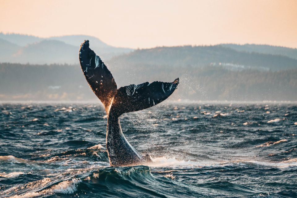 Victoria: Whale Watching Cruise by Covered Boat - Additional Information