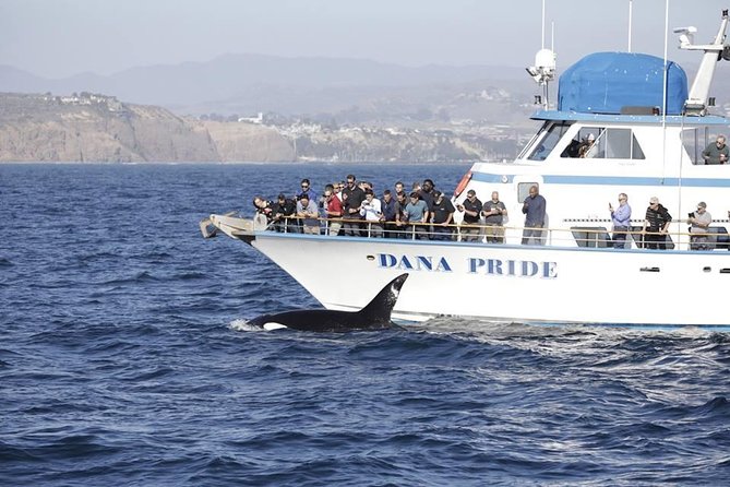 Whale Watching Excursion in Dana Point - Common questions
