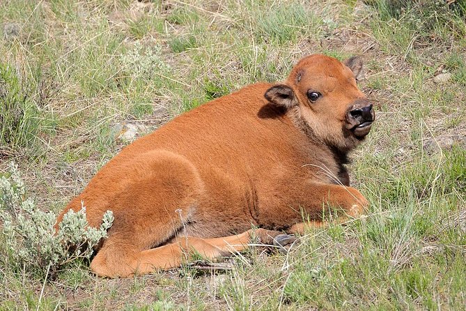 Yellowstone Lower Loop Guided Tour From Cody, Wyoming - Sum Up