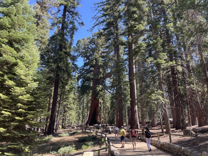 Yosemite, Giant Sequoias, Private Tour From San Francisco - Sum Up