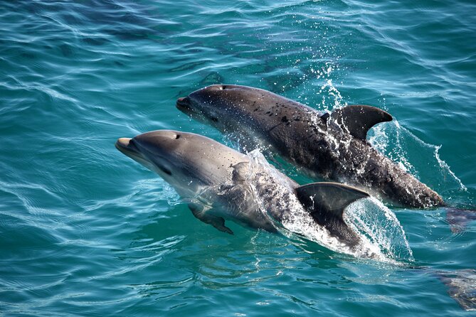 90minute Dolphin, Seal and Scenic Wildlife Cruise - Key Points