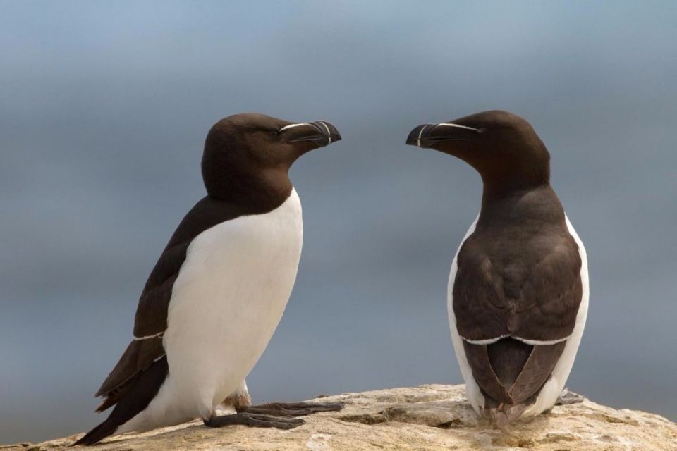Berthier-sur-Mer: Razorbill Penguin Observation Cruise - Sum Up