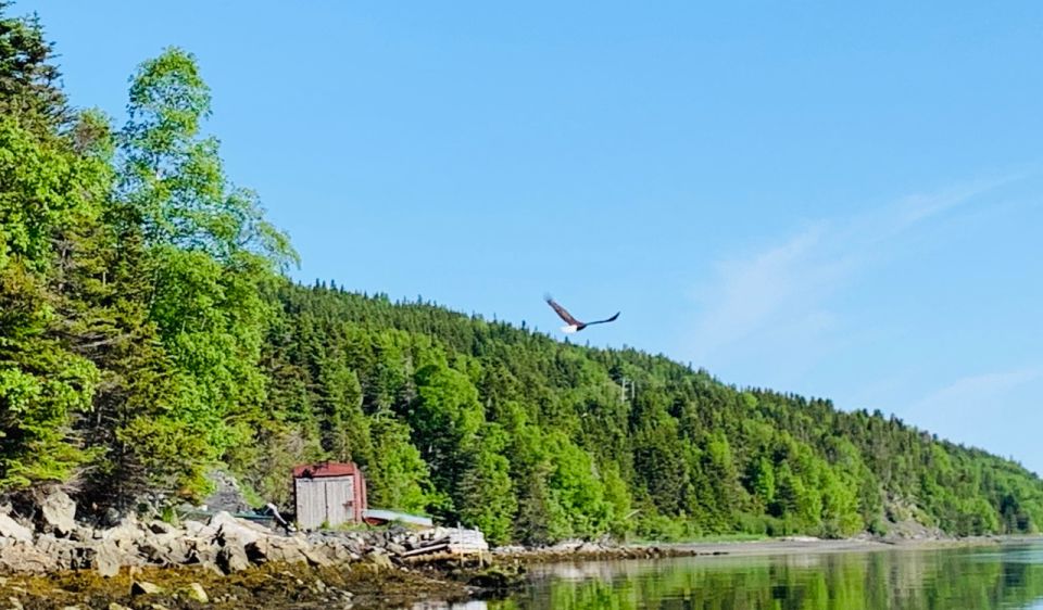 Corner Brook: Woods Island Adventure 3-Hour Zodiac Tour - Sum Up