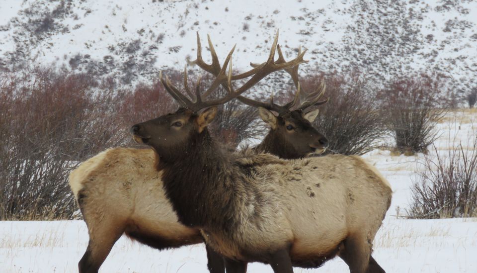Grand Teton National Park: Wildlife Tour and Sleigh Ride - Common questions