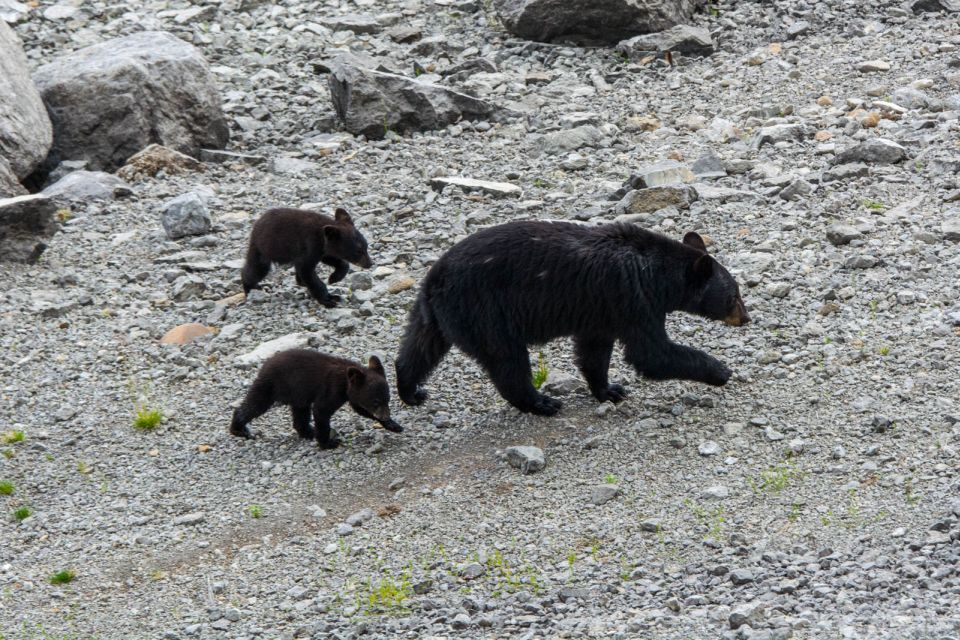 Jasper: Wildlife and Waterfalls Tour With Maligne Cruise - Detailed Itinerary