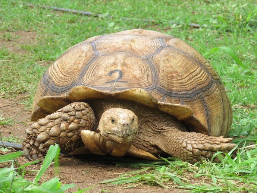 Kauai: Private Tortoises, Caves, and Cliffs South Shore Hike - Common questions