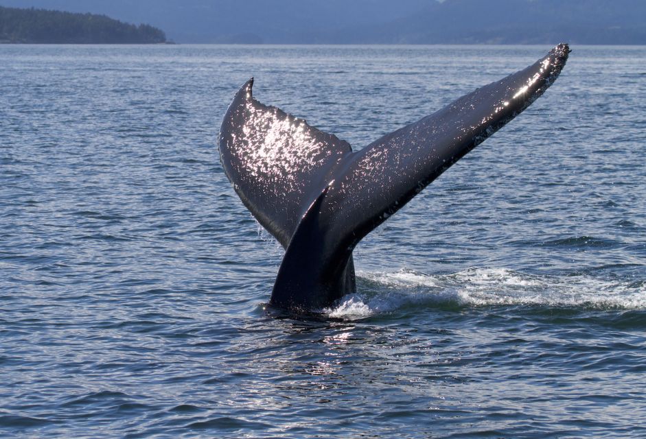Private Charter - Marine Life and Whale-Watching Boat Tour - Common questions