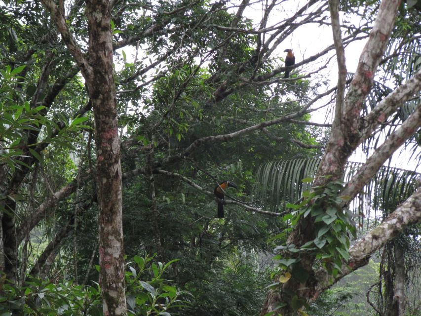 Rio: Tijuca Forest Historical Hike & Cachoeira Das Almas - Sum Up