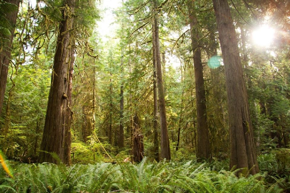 Seattle: Olympic National Park Small-Group Tour - Booking Information