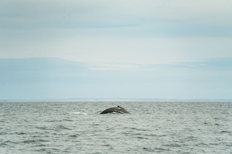Victoria: 3-Hour Whale Watching Tour in a Zodiac Boat - Common questions