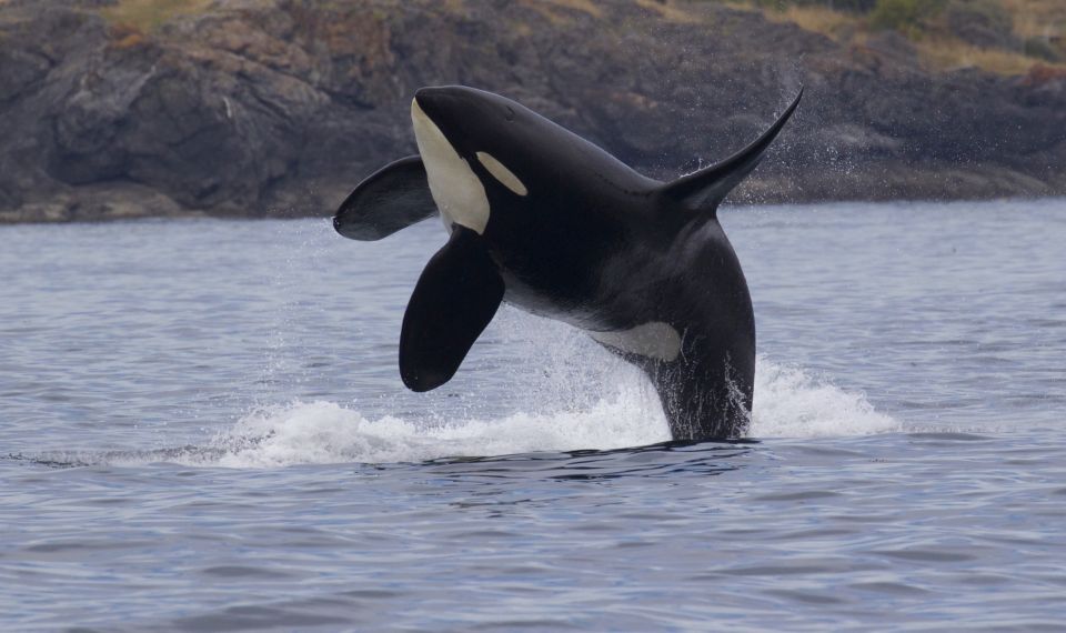 Victoria, BC: 3-Hour Ultimate Whale & Marine Wildlife Tour - Sum Up