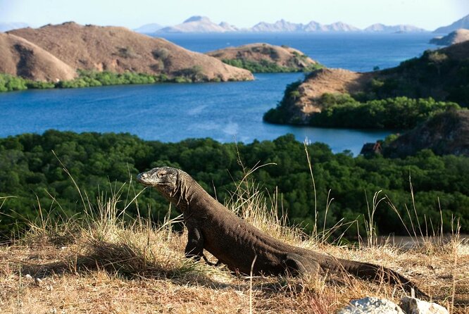 A Day to Komodo Island - Key Points