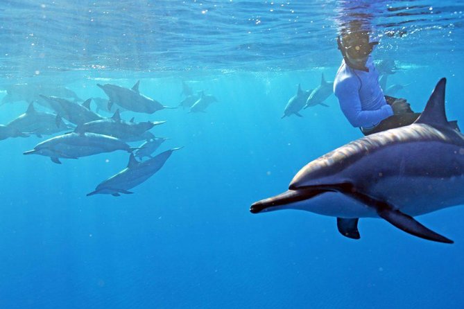 A Legal Private Dolphin Swim With Sea-Slide, Upto 15 Passengers - Key Points