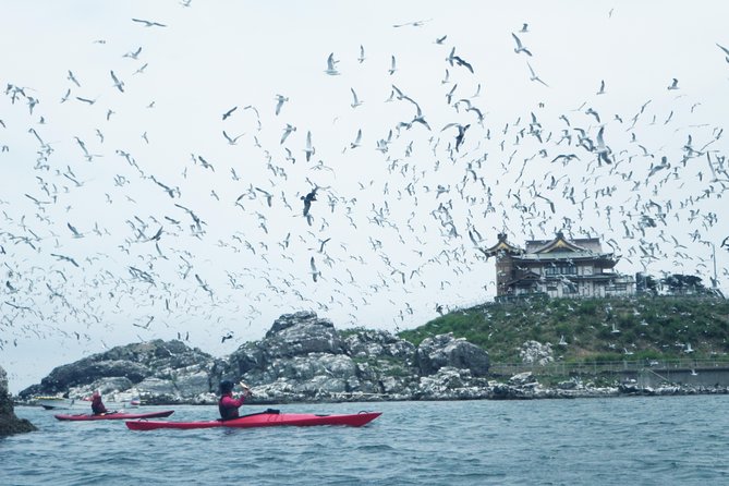 A Sea Kayak Tour of Kabushima Island, the Home of 30,000 Black-Tailed Gulls - Key Points