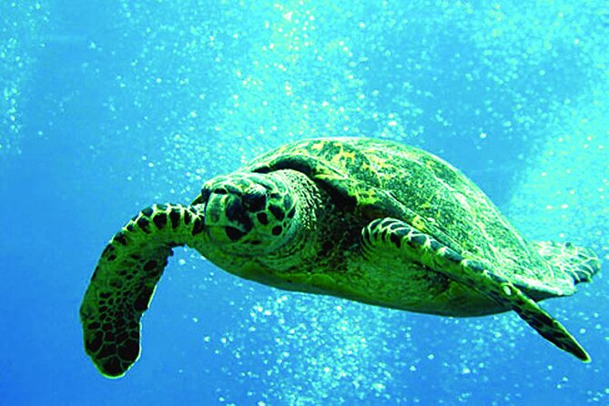 Afternoon "Honu" Hawaiian Green Sea and Dolphin Snorkel and Sail - Key Points