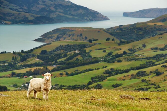 Akaroa and Banks Peninsula Wild Penguins Tour - Key Points