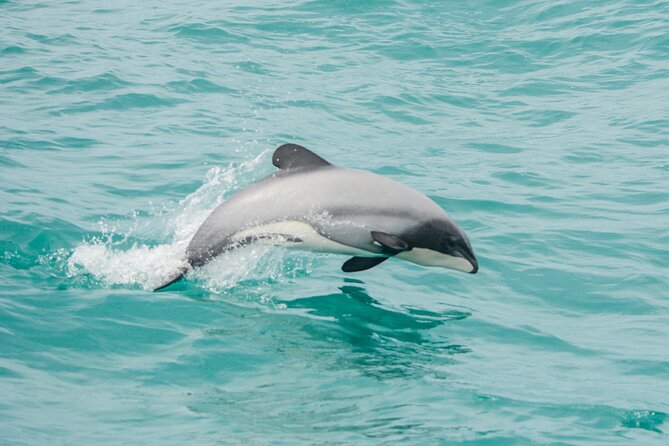 Akaroa Dolphins 〜 Harbour Nature Cruise - Key Points