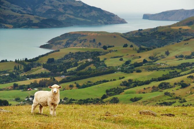 Akaroa Shore Excursion: Banks Peninsula, Christchurch City Tour and Sheep Farm Tour - Key Points