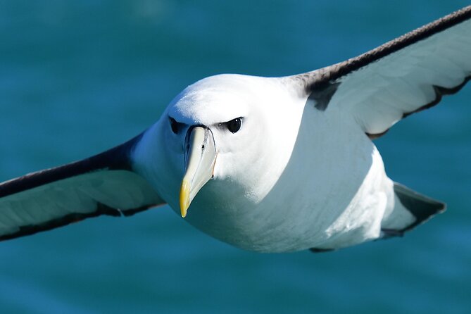 Akaroa Wildlife Cruise - Key Points