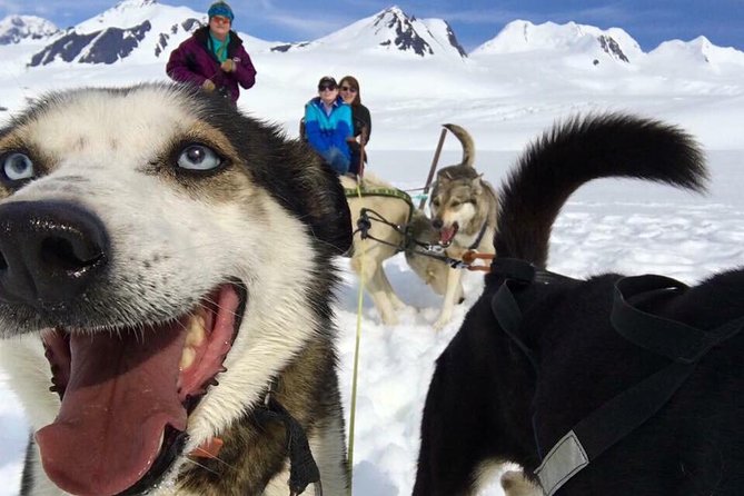 Alaska Helicopter and Glacier Dogsled Tour - ANCHORAGE AREA - Key Points