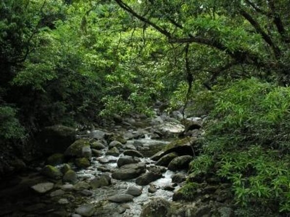 All-Day Tour of Daintree Rainforest With Aboriginal Guide  - Port Douglas - Key Points
