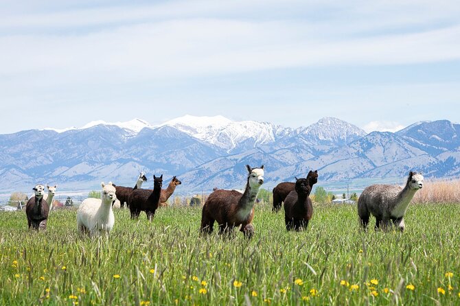 Alpaca and Llama Farm Tour - Key Points