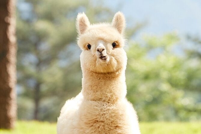 Alpaca World and Hongcheon Gingko Forest Golden Trails Day Tour - Key Points