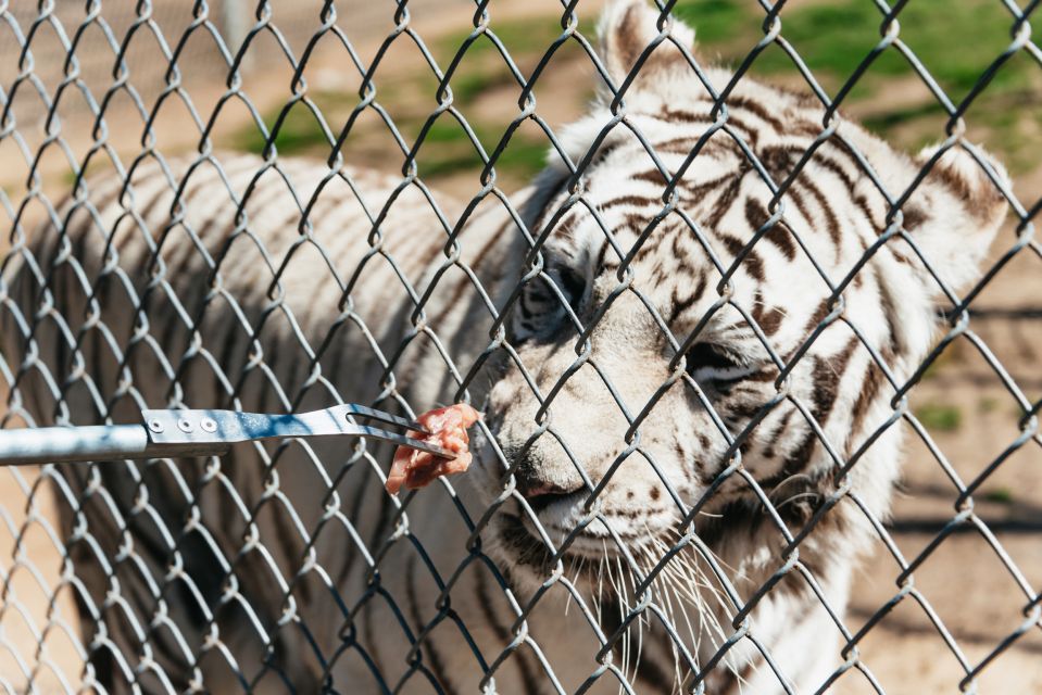 Alpine: Lions Tigers & Bears Sanctuary Visit and Tour - Key Points